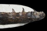 Fossil Mosasaur (Tethysaurus) Jaw Section - Asfla, Morocco #180851-2